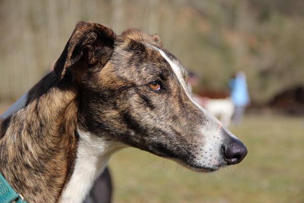 Galgo SIRIUS aus San Anton sucht ... 10017233rs