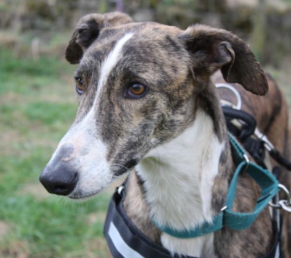 Galgo SIRIUS aus San Anton sucht ... 10020342ik