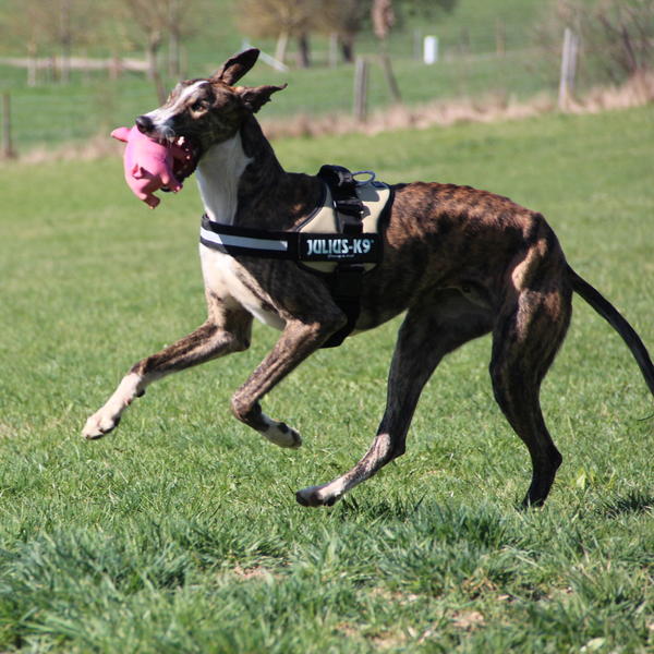 Galgo SIRIUS aus San Anton sucht ... 10021318ov