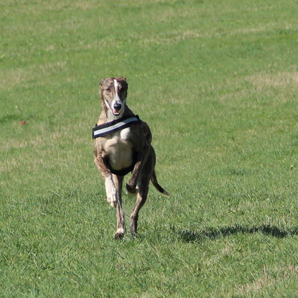 Galgo SIRIUS aus San Anton sucht ... 10021319ox