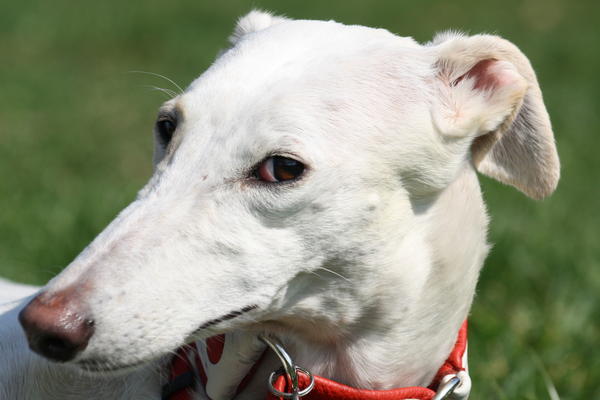 Galga Joyceta (jetzt JOY) aus San Anton sucht ... - Seite 5 10025693ow