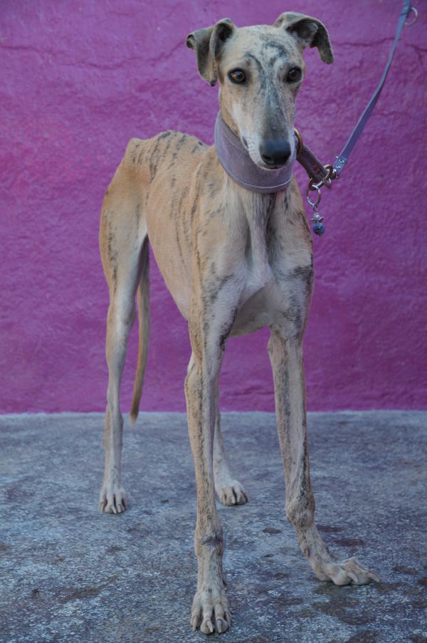 Galga MARIANGELES aus San Anton sucht ... 10090358jh