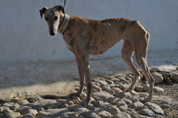 Galga MARIANGELES aus San Anton sucht ... 10090365gk