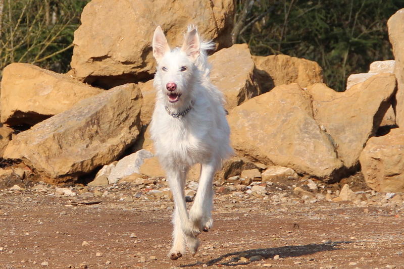 Galgowelpe Snowy (jetzt BLAKE) aus Murcia sucht ... - Seite 3 10148391la