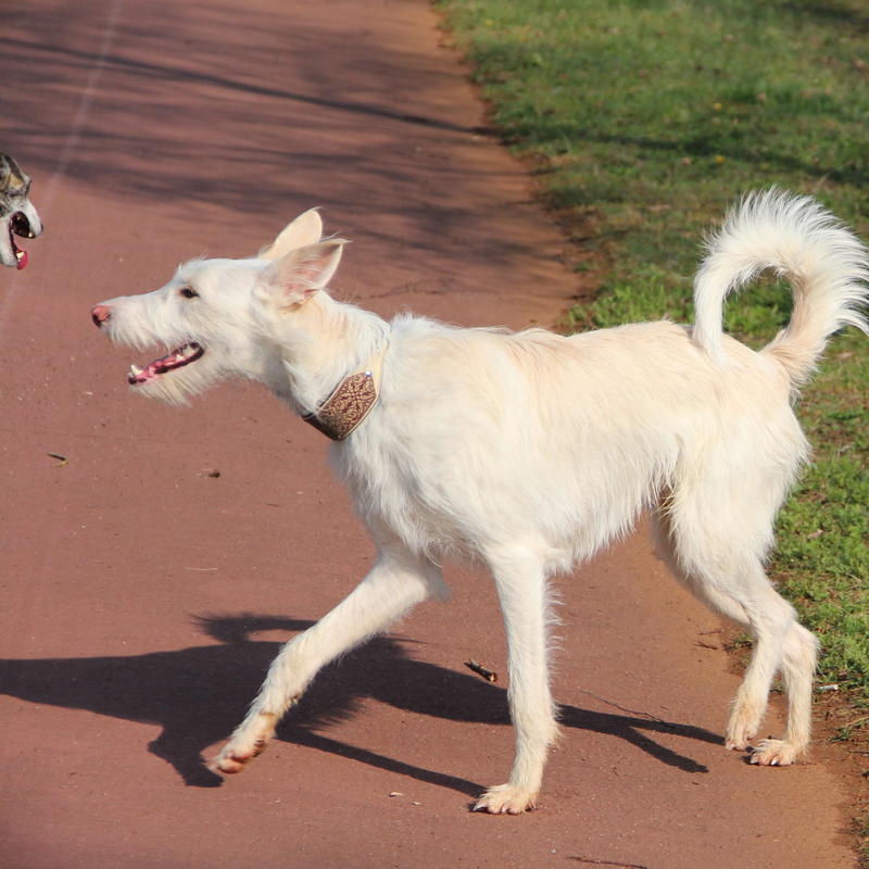 Galgowelpe Snowy (jetzt BLAKE) aus Murcia sucht ... - Seite 3 10148393fz