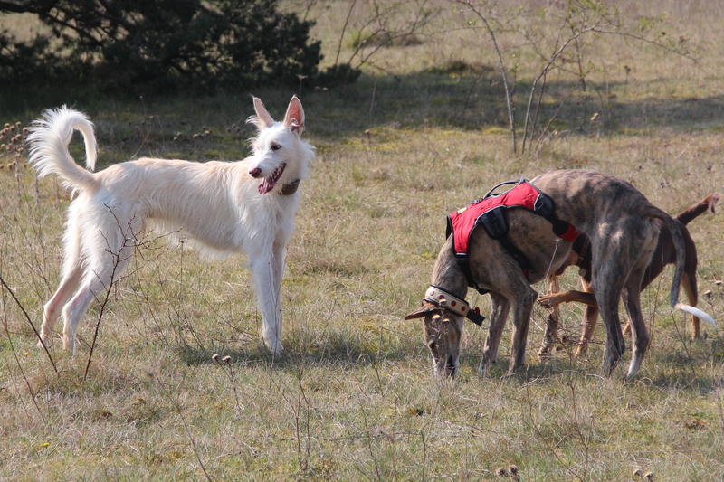 Galgowelpe Snowy (jetzt BLAKE) aus Murcia sucht ... - Seite 3 10148397os