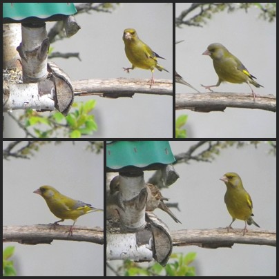 Oiseaux du jardin en général en 2012 10225636uk