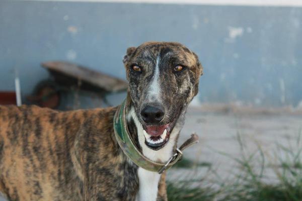 Galgo ROMEO aus Alhama de Murcia sucht ... 10290886fj