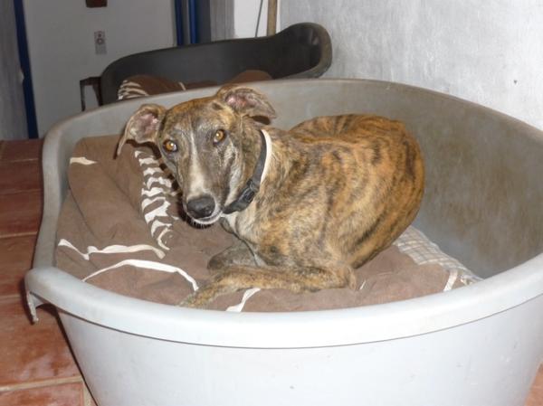 Galgo ROMEO aus Alhama de Murcia sucht ... 10419953oh