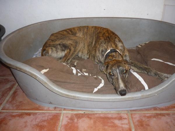 Galgo ROMEO aus Alhama de Murcia sucht ... 10419955xq