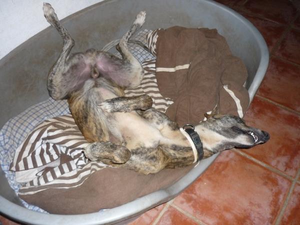 Galgo ROMEO aus Alhama de Murcia sucht ... 10419956fe