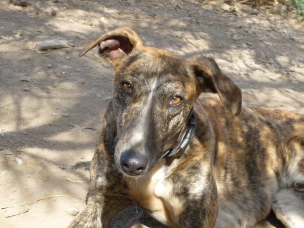 Galgo ROMEO aus Alhama de Murcia sucht ... 10419957fb