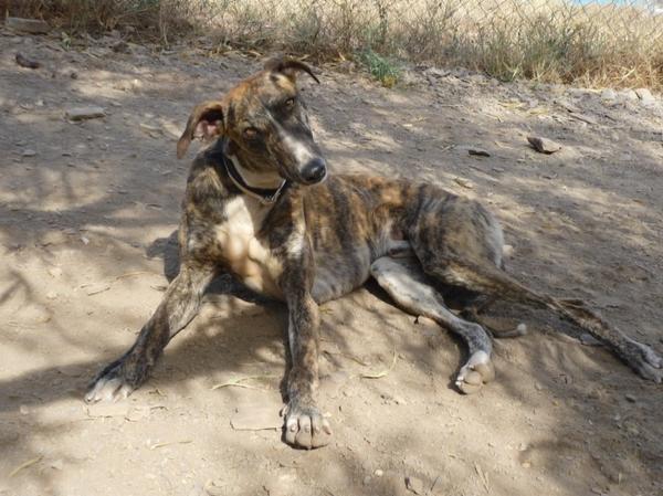 Galgo ROMEO aus Alhama de Murcia sucht ... 10419958zr