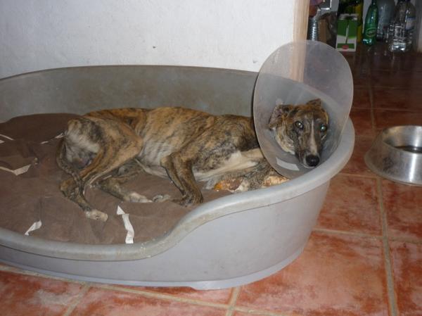 Galgo ROMEO aus Alhama de Murcia sucht ... 10453847ju