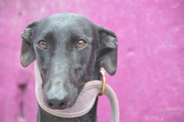 Galga ZARZUELA aus San Anton sucht ... 10530021er