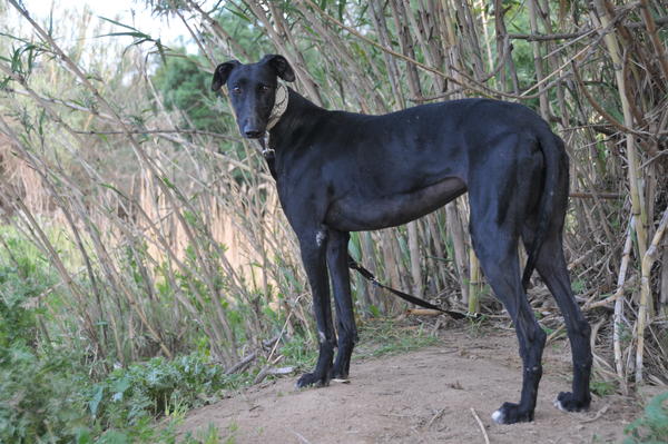 Galga ZARZUELA aus San Anton sucht ... 10530022os