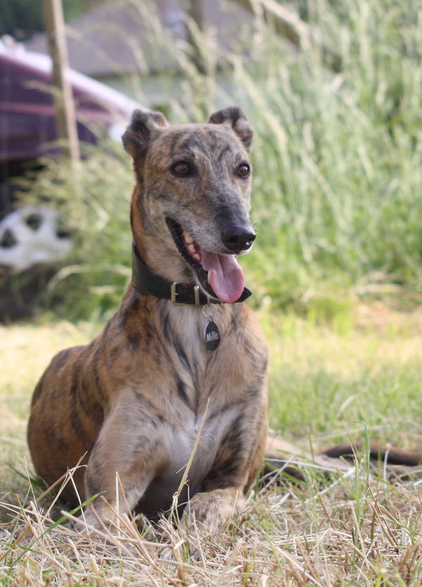 Galga Rita (jetzt MILLA) aus Alicante sucht ... - Seite 4 10703581mp