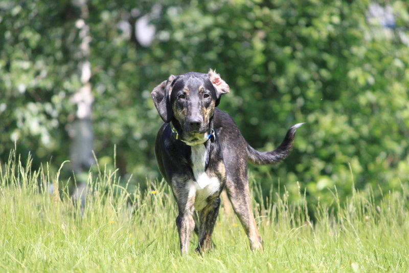 Birko der Neuschwarzwälder - Seite 2 10727403dn