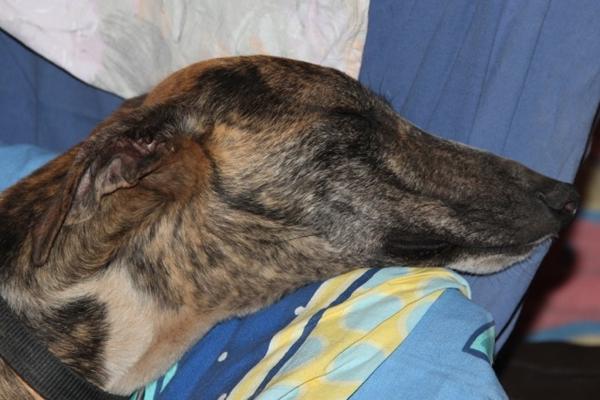 Galgo ROMEO aus Alhama de Murcia sucht ... 10741598qn