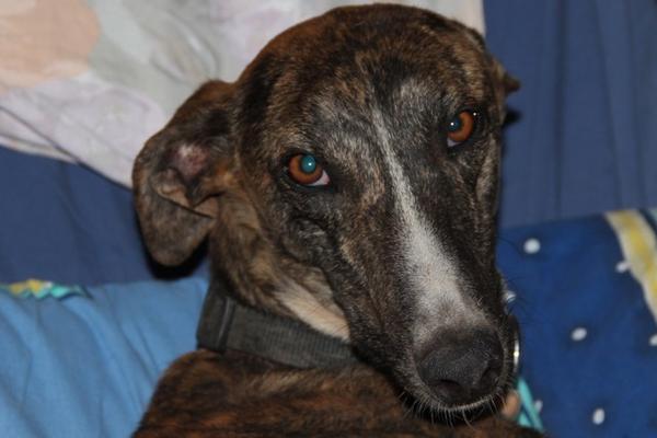 Galgo ROMEO aus Alhama de Murcia sucht ... 10741599qh