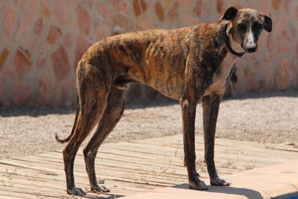 Galgo ROMEO aus Alhama de Murcia sucht ... 10741600zr