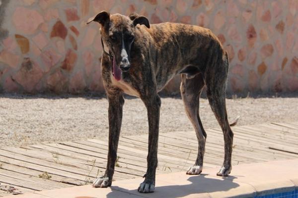 Galgo ROMEO aus Alhama de Murcia sucht ... 10741601ci