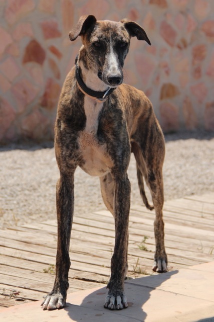 Galgo ROMEO aus Alhama de Murcia sucht ... 10741603ee