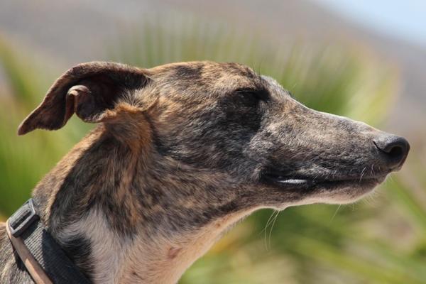 Galgo ROMEO aus Alhama de Murcia sucht ... 10741605bv