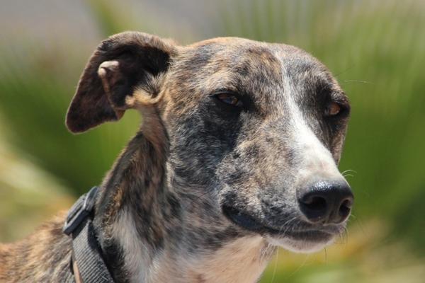 Galgo ROMEO aus Alhama de Murcia sucht ... 10741606ai