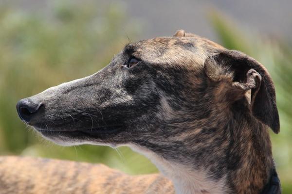 Galgo ROMEO aus Alhama de Murcia sucht ... 10741607hu