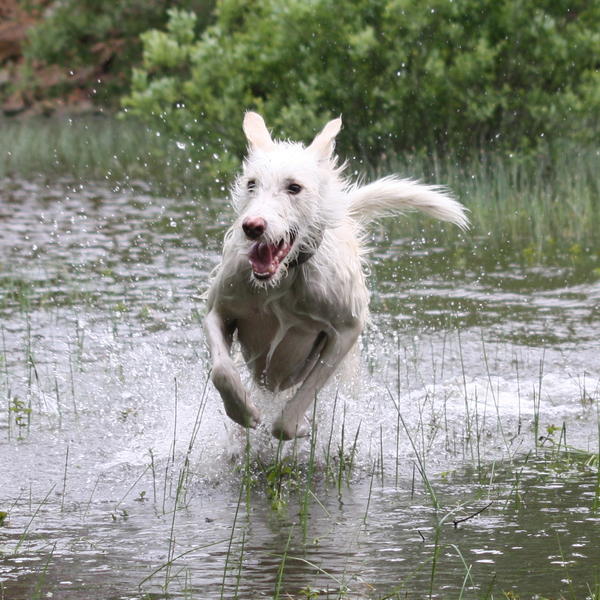 Galgowelpe Snowy (jetzt BLAKE) aus Murcia sucht ... - Seite 3 10754506hy