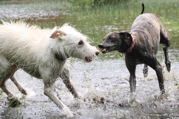 Galgowelpe Snowy (jetzt BLAKE) aus Murcia sucht ... - Seite 3 10754508lq