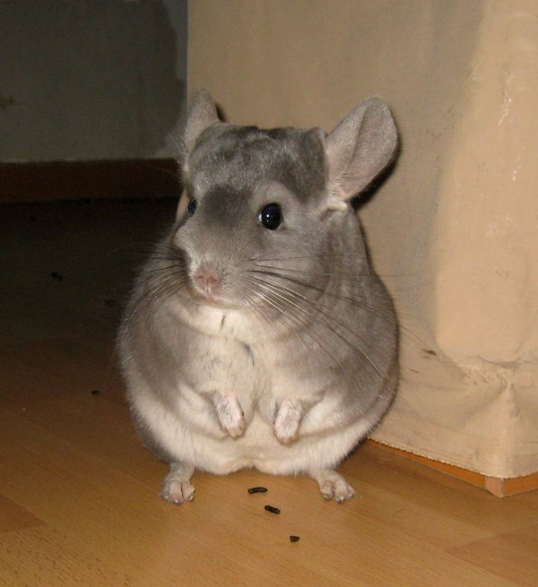 Chinchilla Jupp erklärt die naturnahe Chinchillaernährung 10770294yb