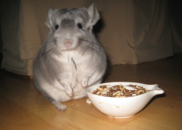 Chinchilla Jupp erklärt die naturnahe Chinchillaernährung 10770297gs