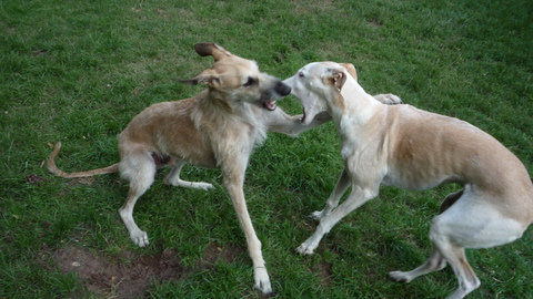 Rauhhaar-Galgo RIK aus Alicante sucht ... - Seite 4 10788775xb