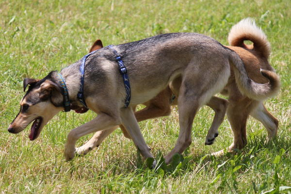 Mischlingshund LINUS aus Ramonete sucht ... 10790405lz