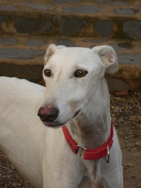 Galgo DAMASO aus Valencia sucht ... 10907761th