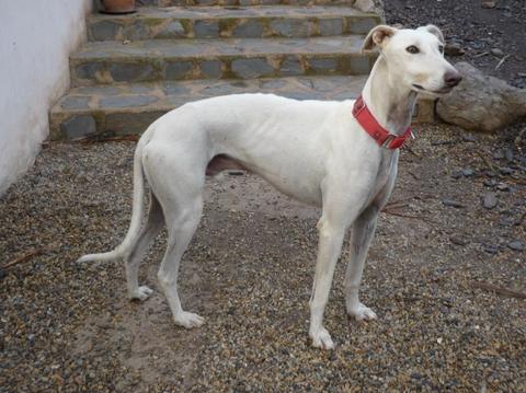 Galgo DAMASO aus Valencia sucht ... 10907763kt