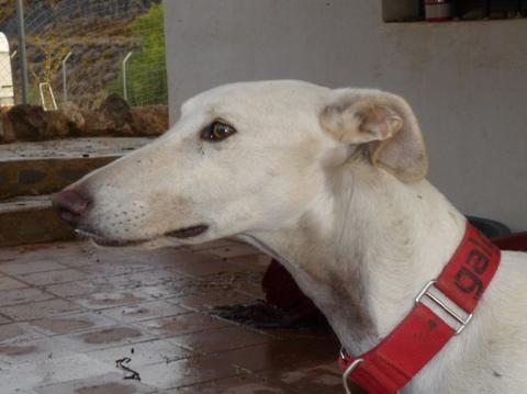 Galgo DAMASO aus Valencia sucht ... 10907765qi