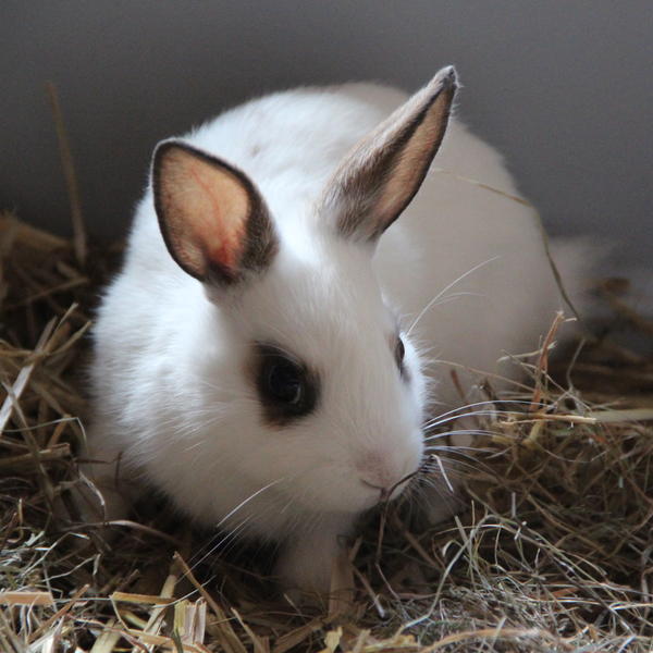 Zwergkaninchen HAZEL aus Rumelange sucht ... 10940220cs