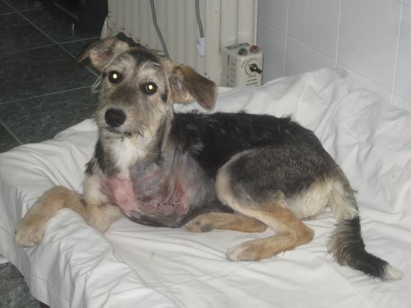 Mischlingshündin ANOUK aus Alcoy sucht ...  10976570qx