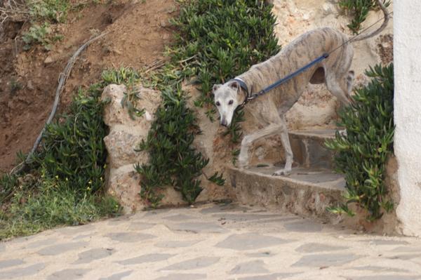 Galga SARA aus Murcia sucht ... 11033054hm