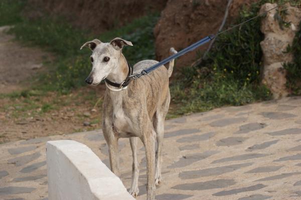 Galga SARA aus Murcia sucht ... 11033058nx