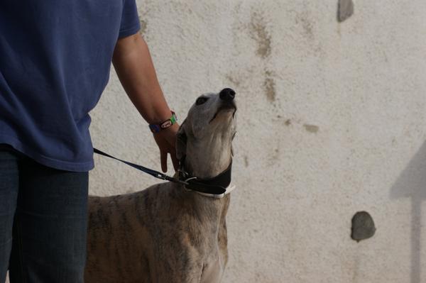 Galga SARA aus Murcia sucht ... 11033062oy