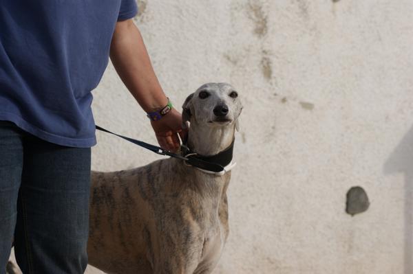 Galga SARA aus Murcia sucht ... 11033064ho