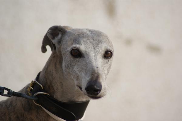 Galga SARA aus Murcia sucht ... 11033066rf