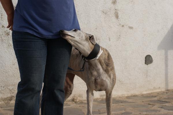 Galga SARA aus Murcia sucht ... 11033150ci