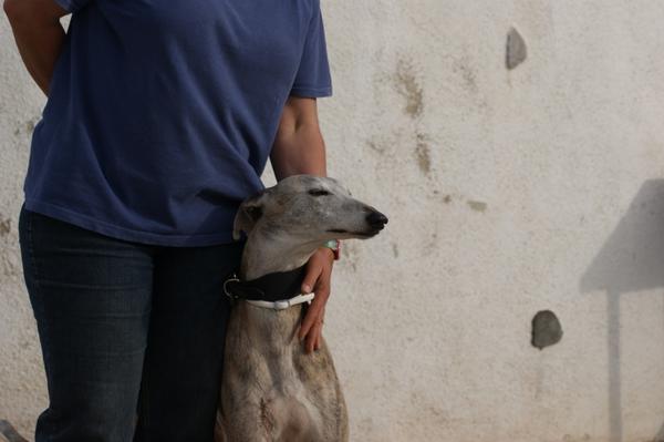 Galga SARA aus Murcia sucht ... 11033152kz