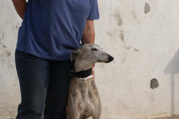 Galga SARA aus Murcia sucht ... 11033155dy