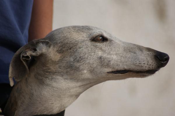 Galga SARA aus Murcia sucht ... 11033157qp